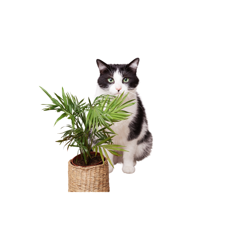 modern planter pot Loll Designs Square Planter (60 Gallon)