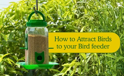 How to Attract Birds to Your Bird Feeders