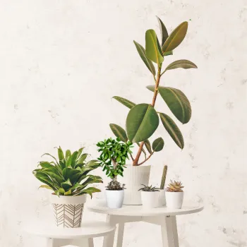 Indoor Plants