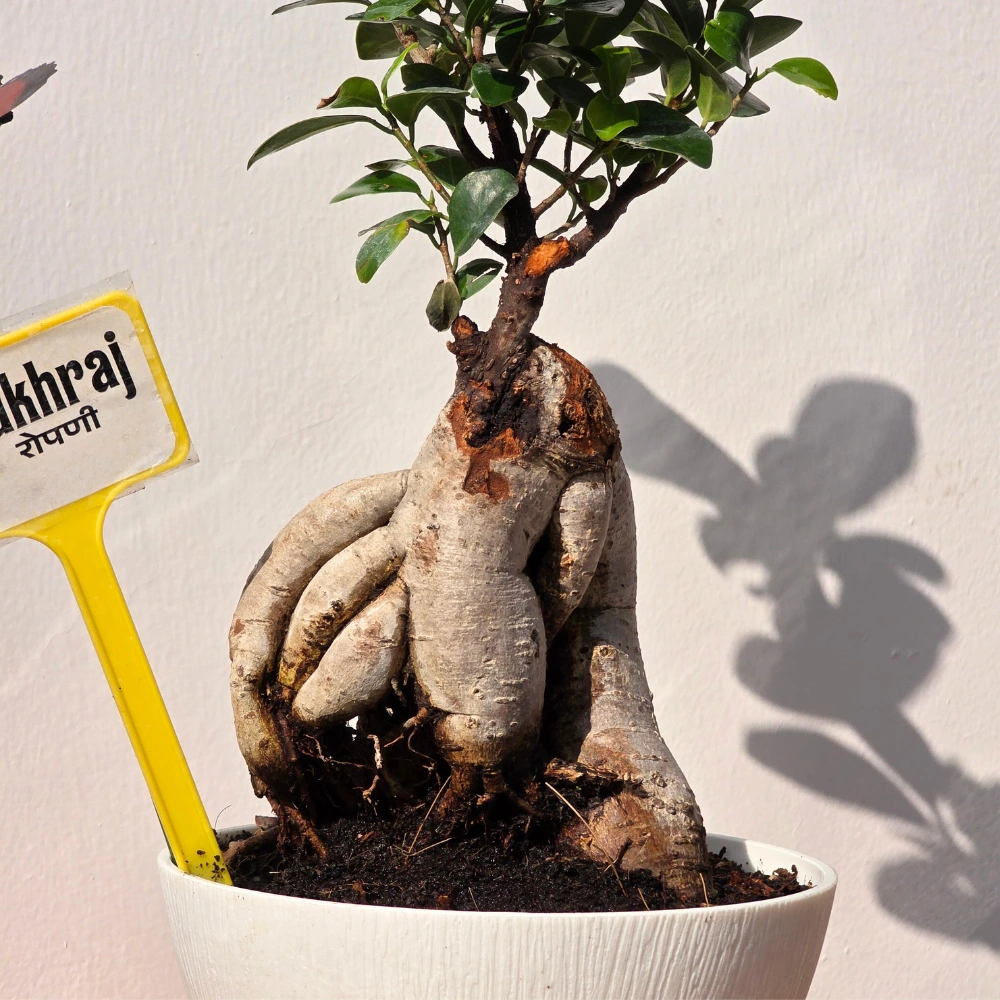 product-gallery