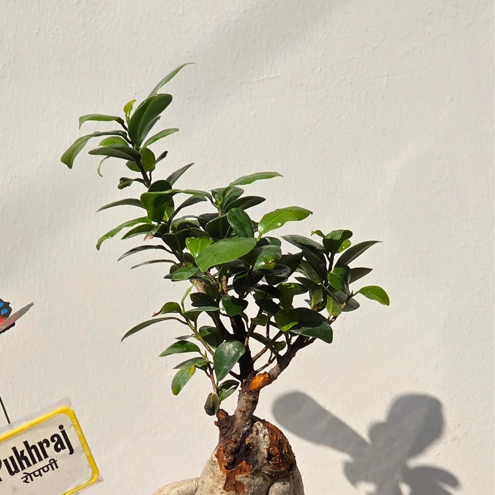 product-gallery