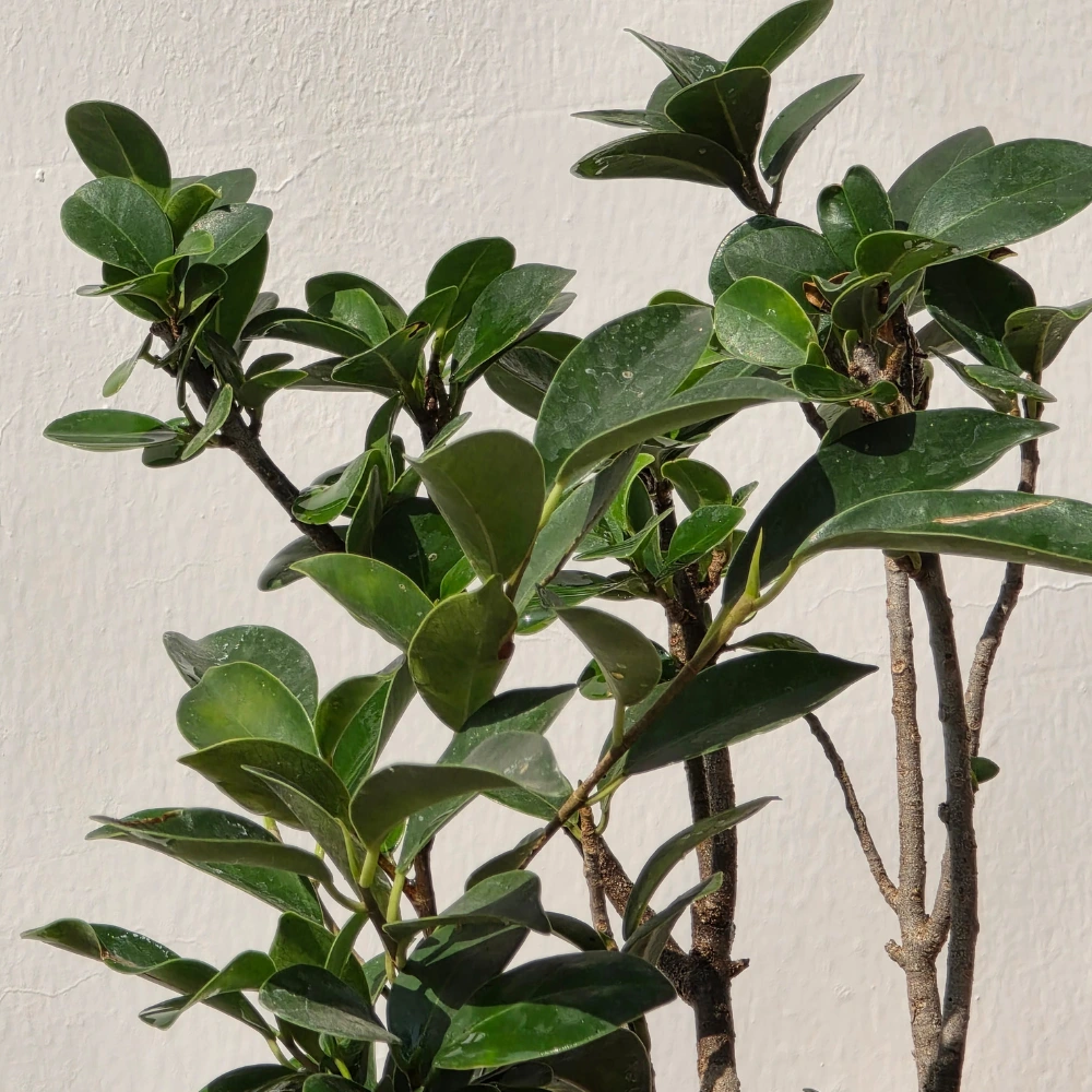 product-gallery