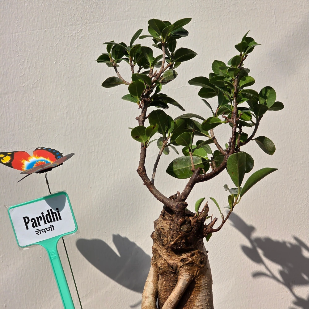 product-gallery