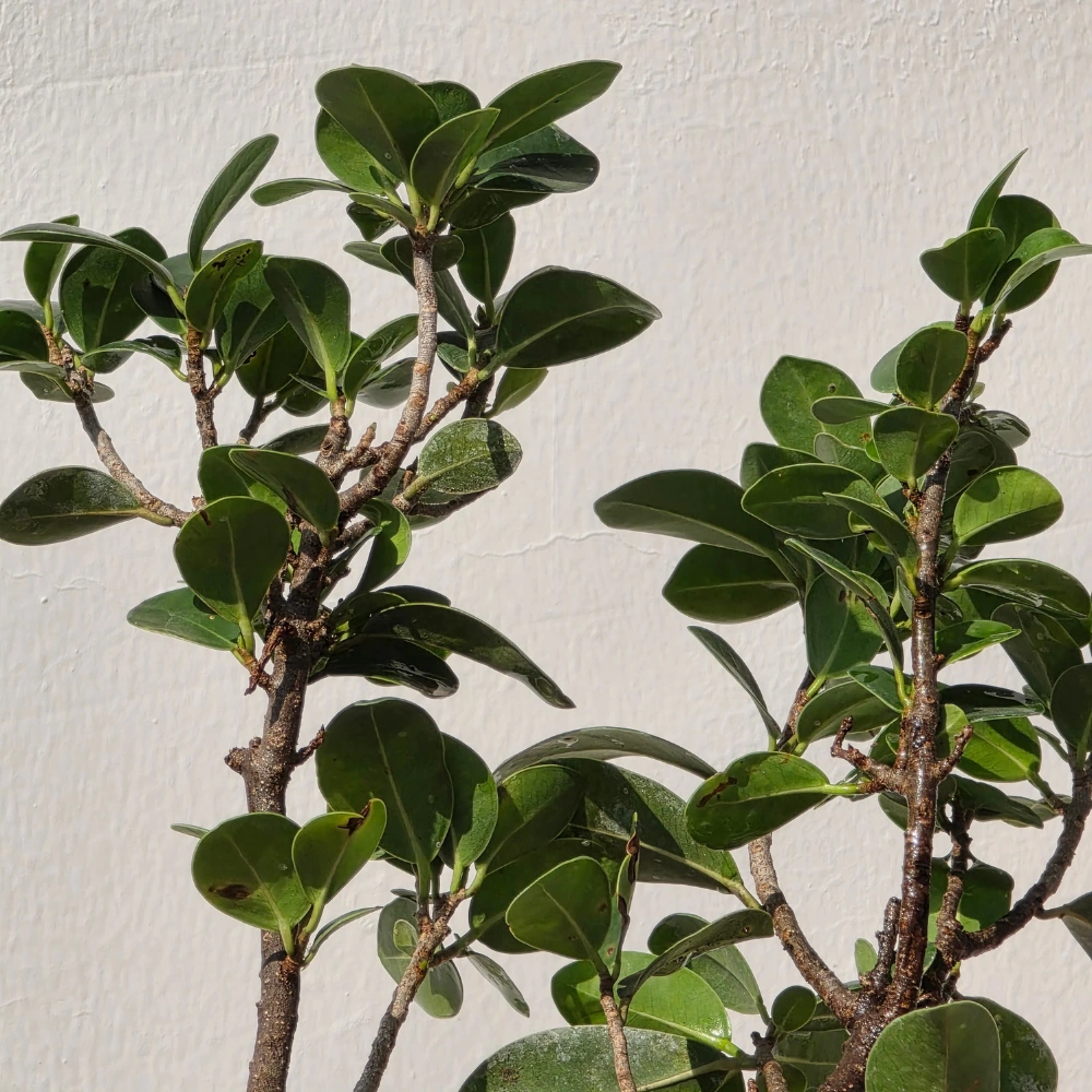 product-gallery