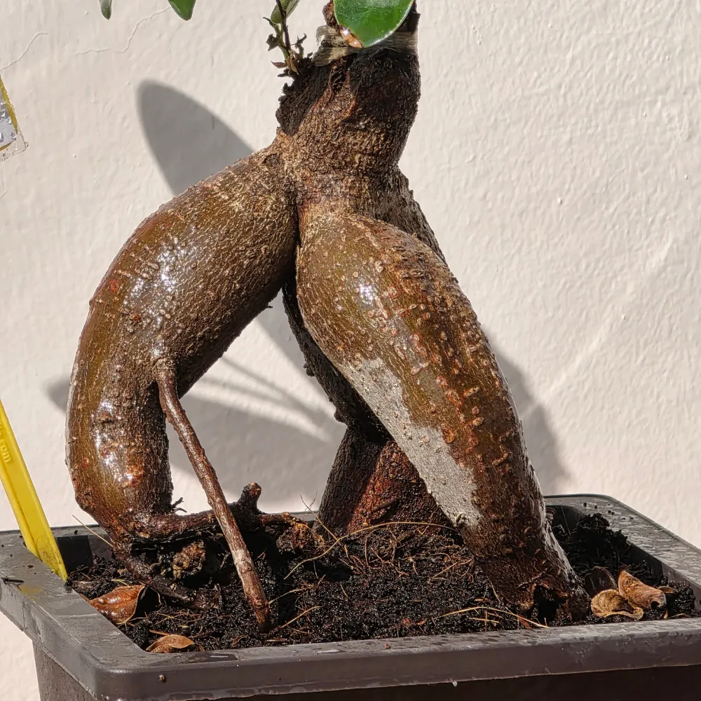 product-gallery