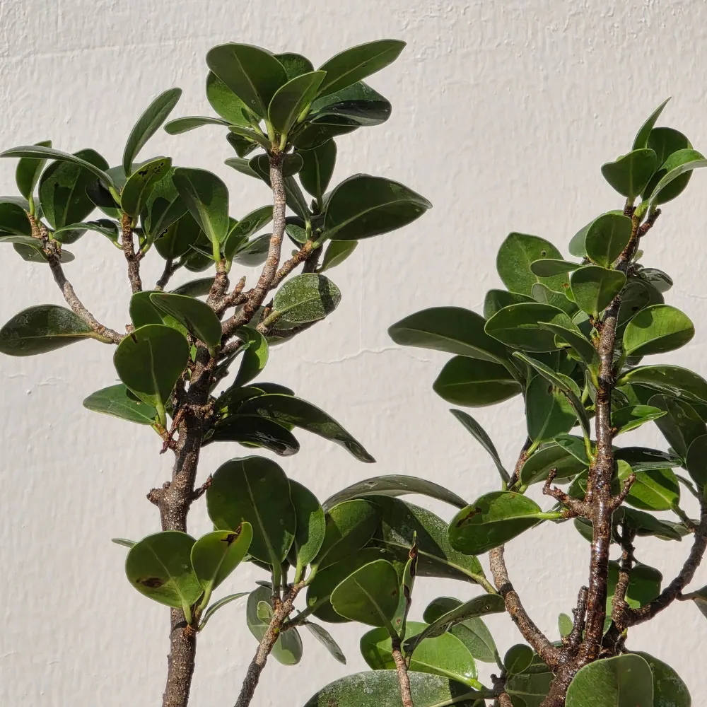 product-gallery