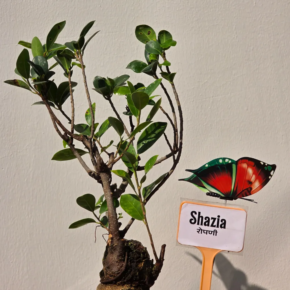 product-gallery