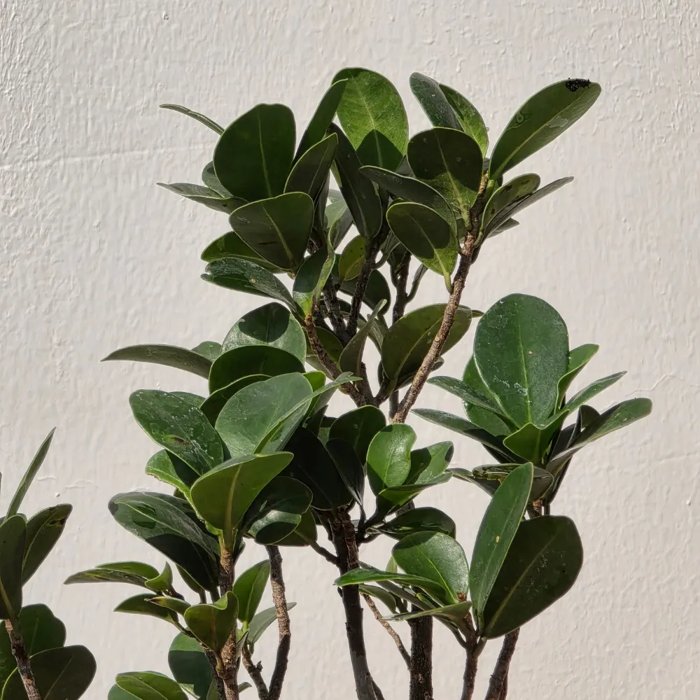 product-gallery