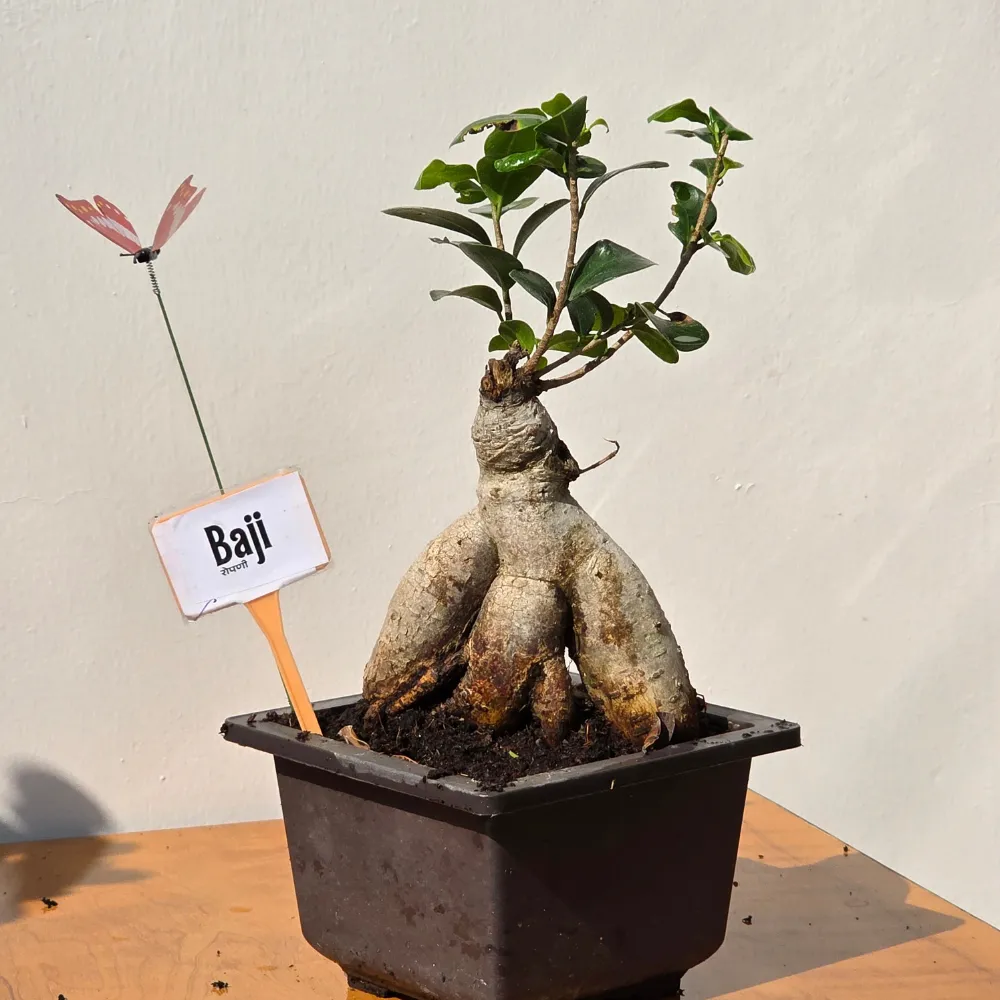 product-gallery
