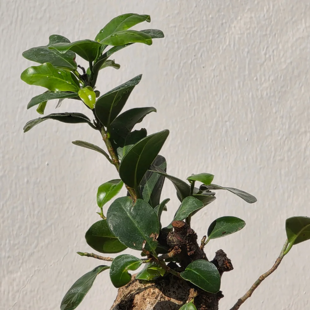 product-gallery