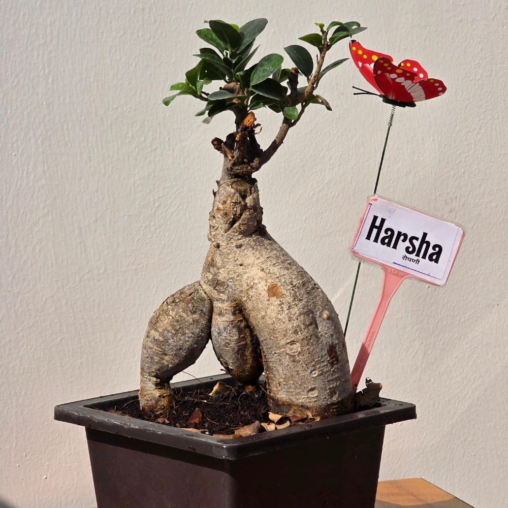 product-gallery