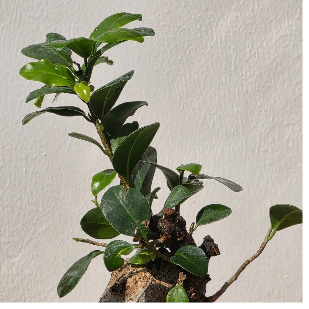 product-gallery