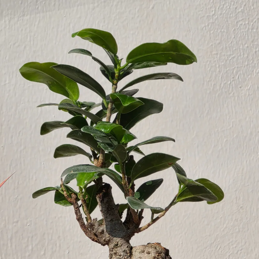 product-gallery