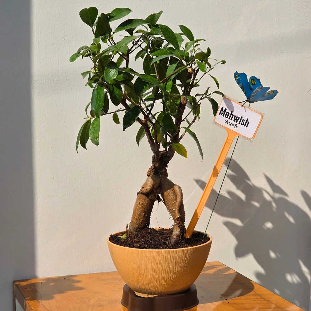 product-gallery