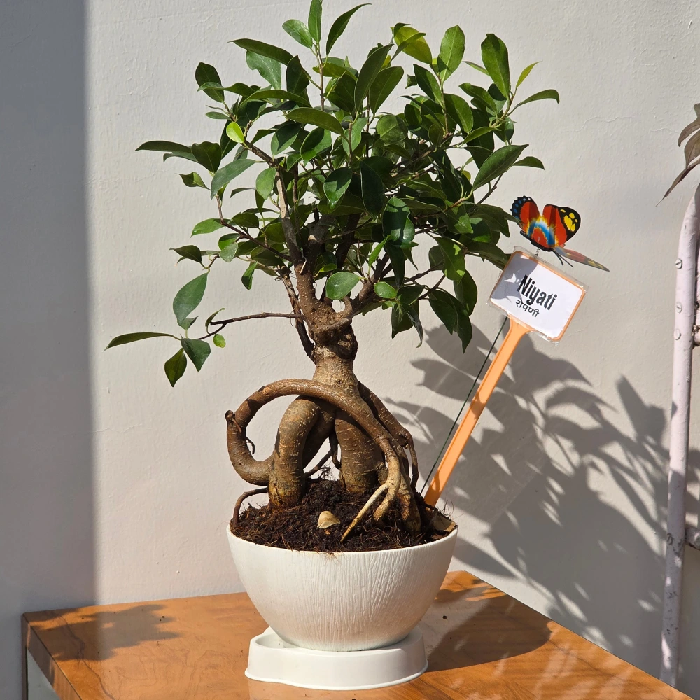 product-gallery