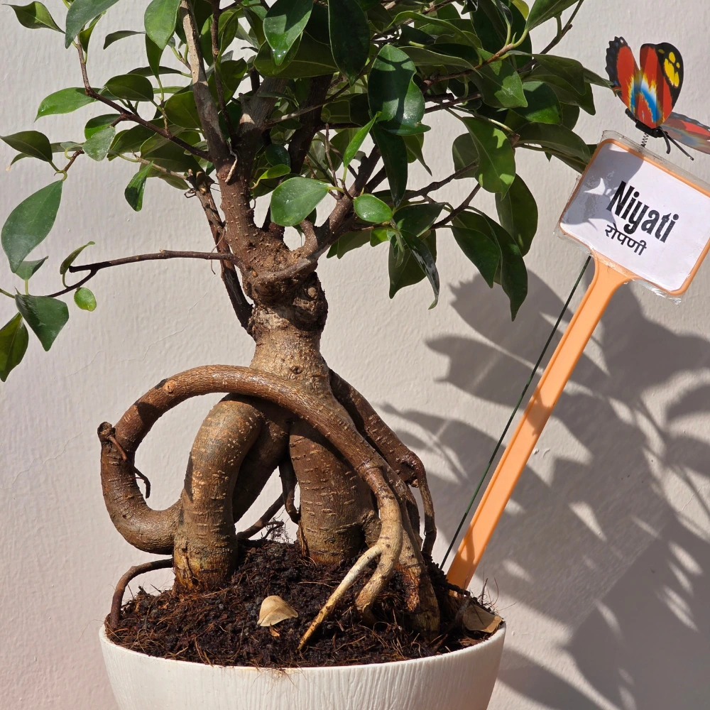 product-gallery