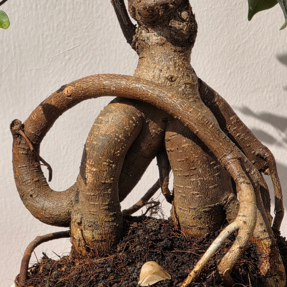 product-gallery