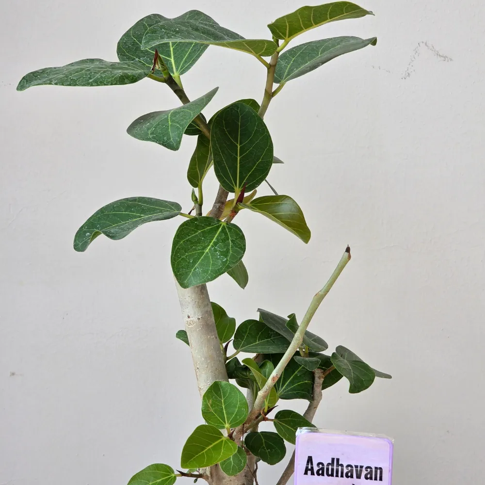 product-gallery