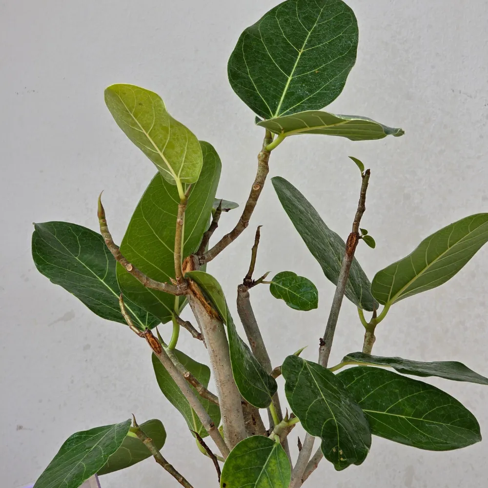 product-gallery