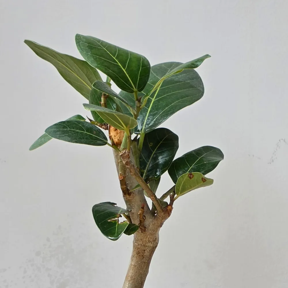 product-gallery