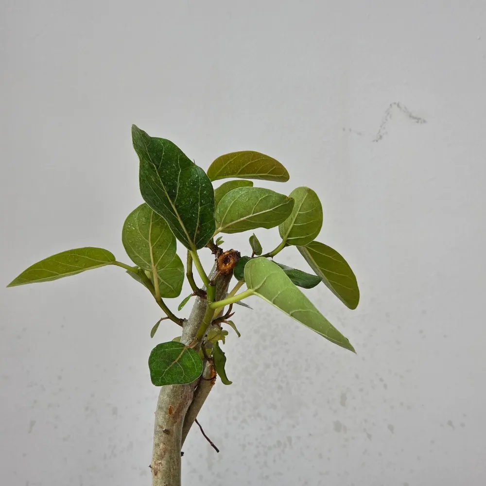 product-gallery