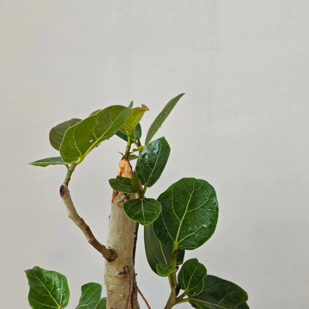 product-gallery