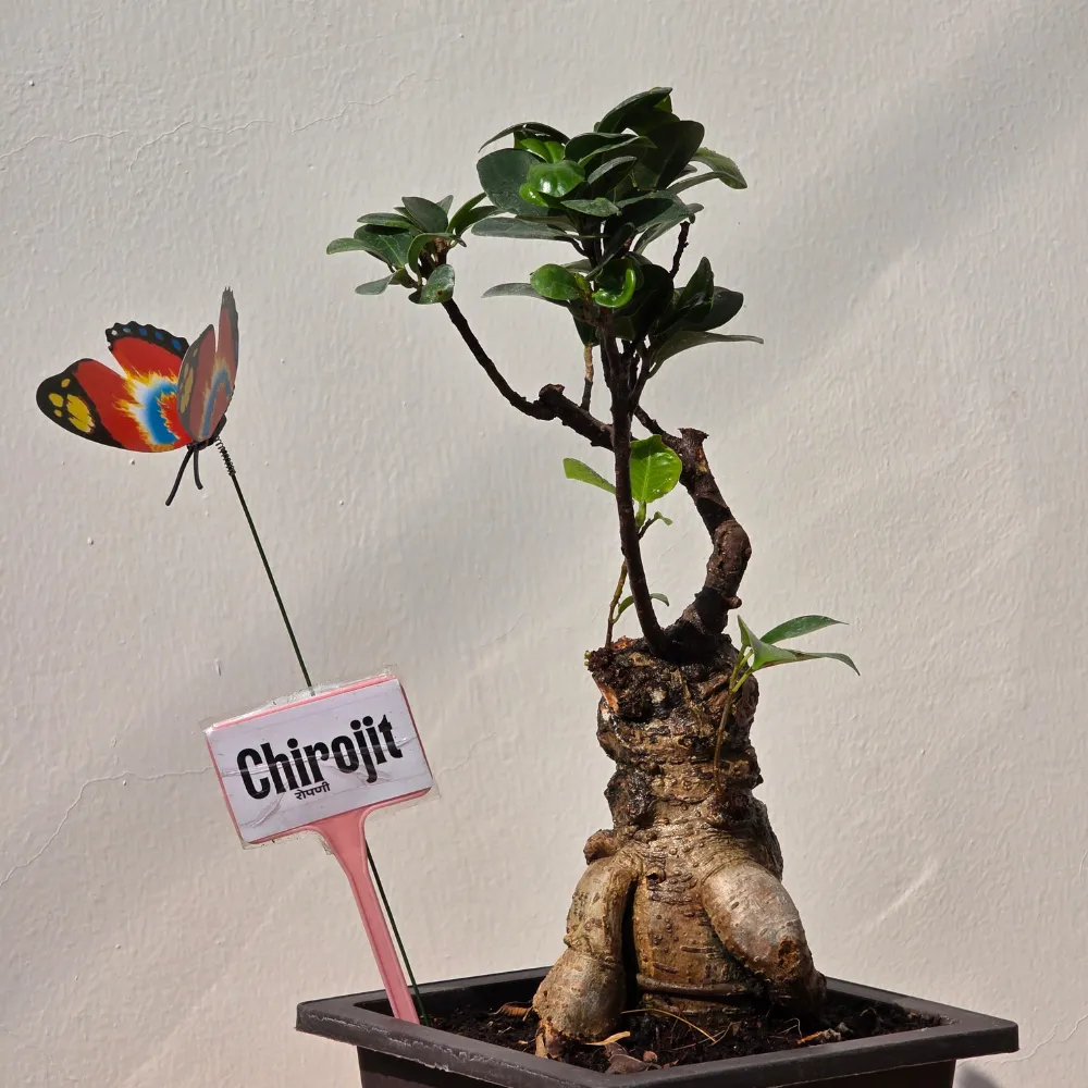 product-gallery