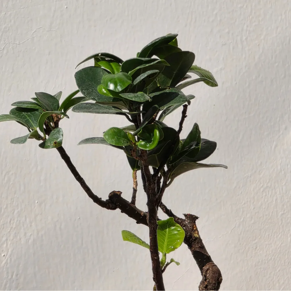 product-gallery
