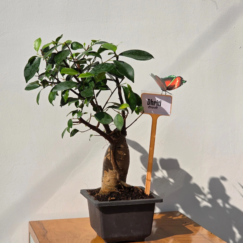 product-gallery