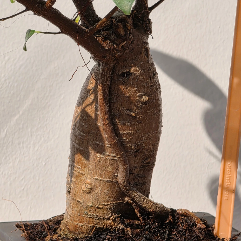 product-gallery