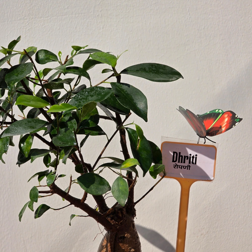 product-gallery