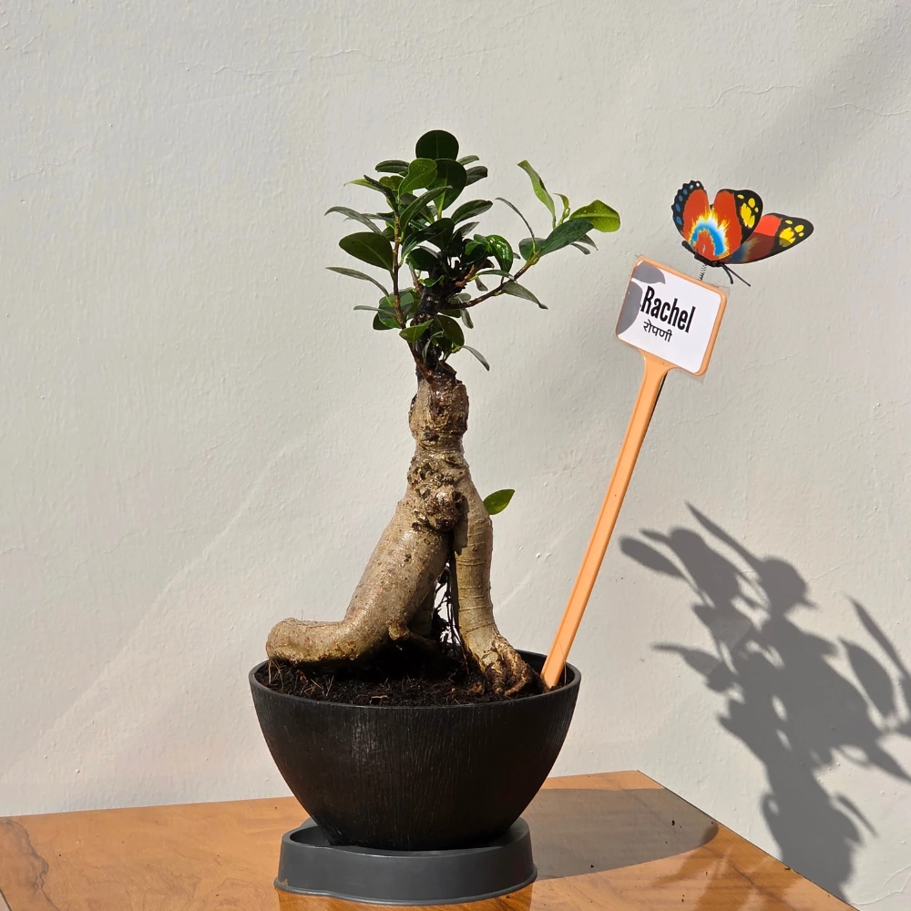 product-gallery