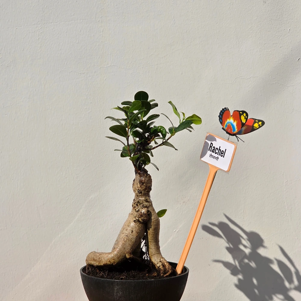 product-gallery