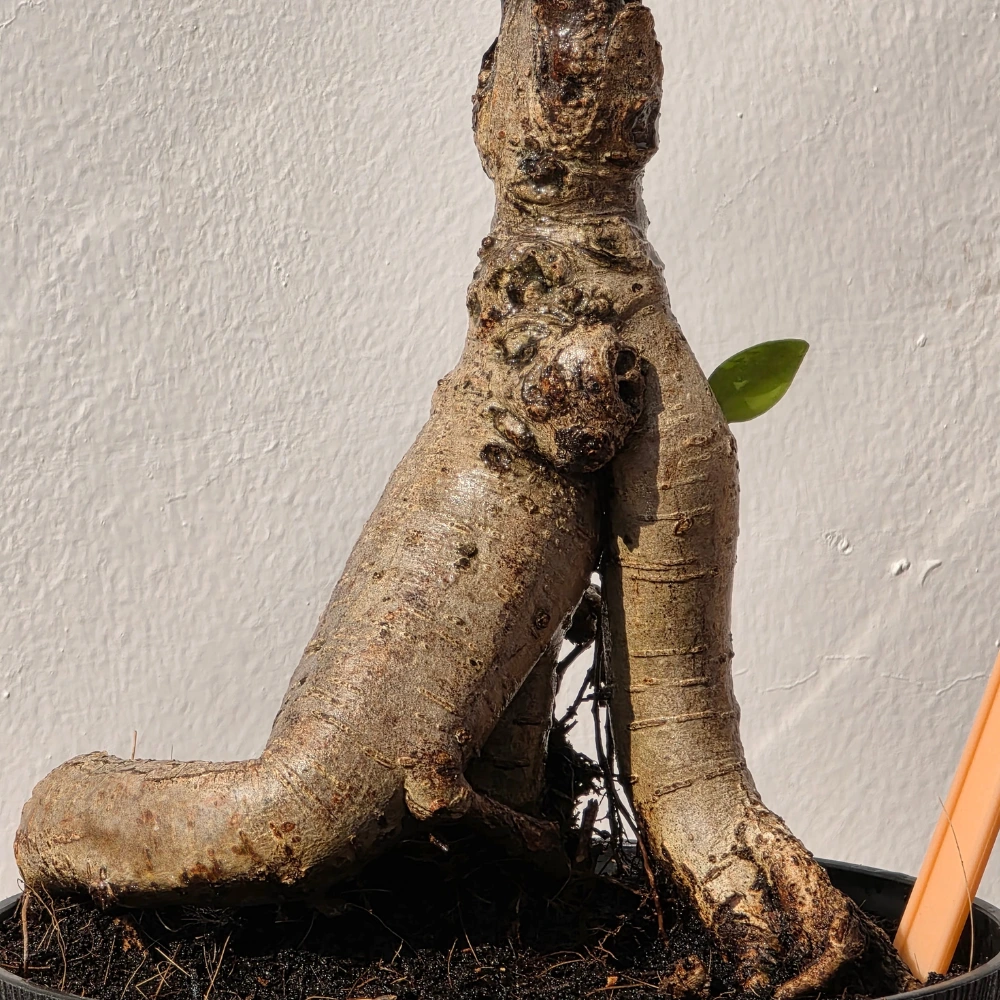 product-gallery