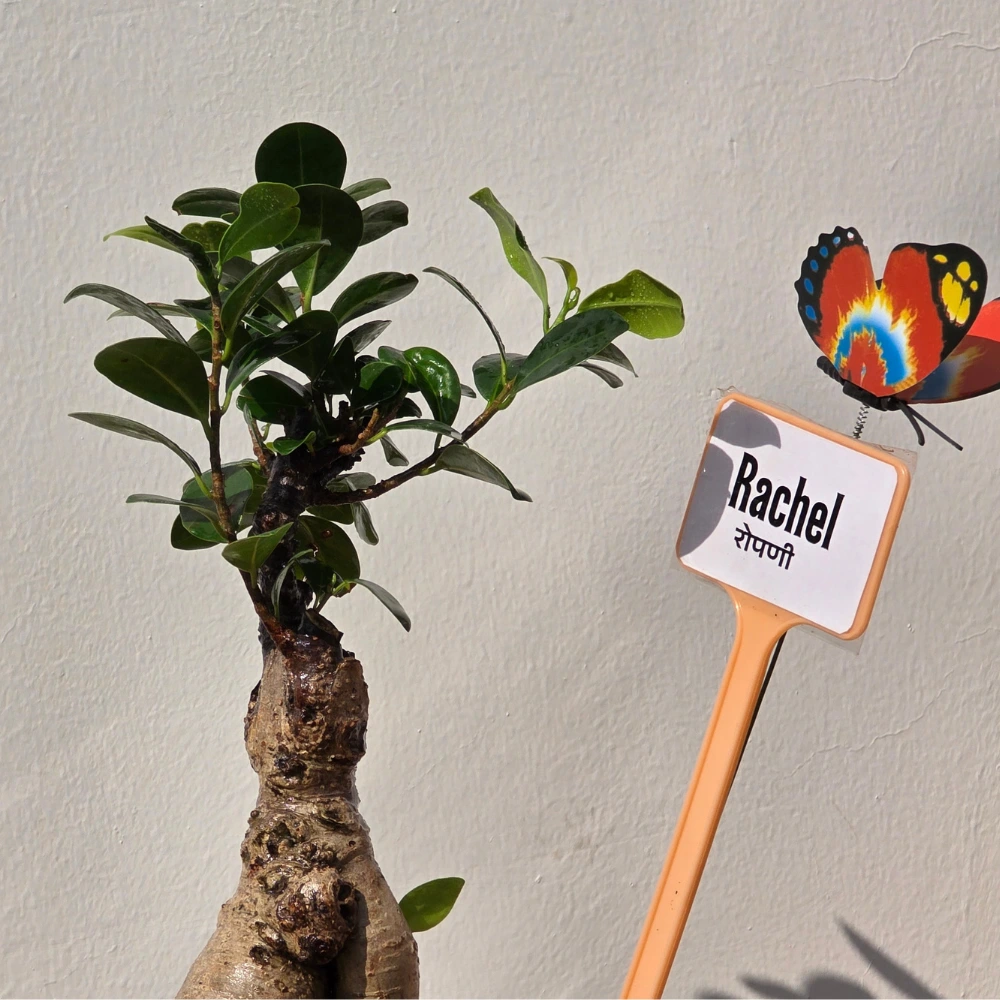 product-gallery