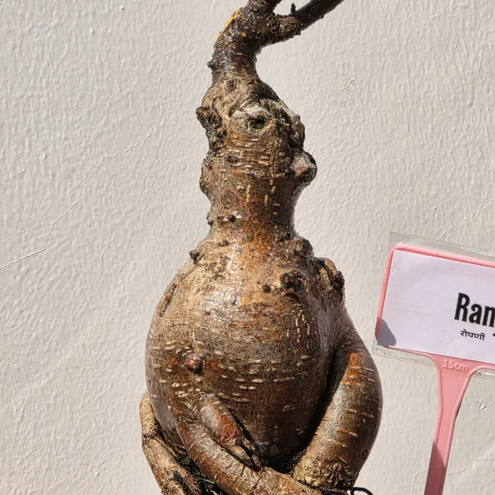 product-gallery