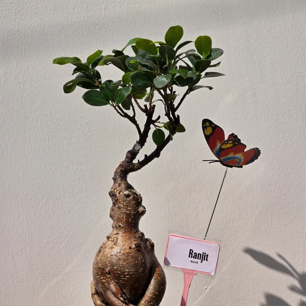 product-gallery