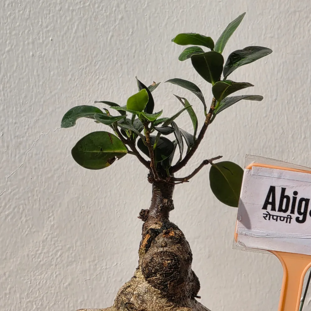 product-gallery