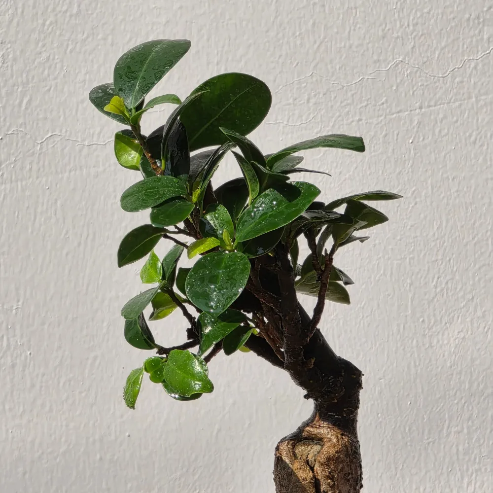 product-gallery