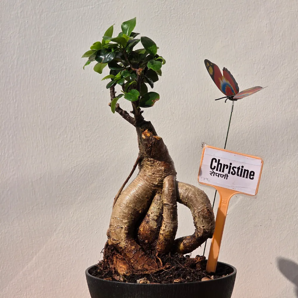 product-gallery