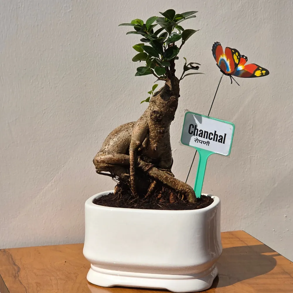 product-gallery