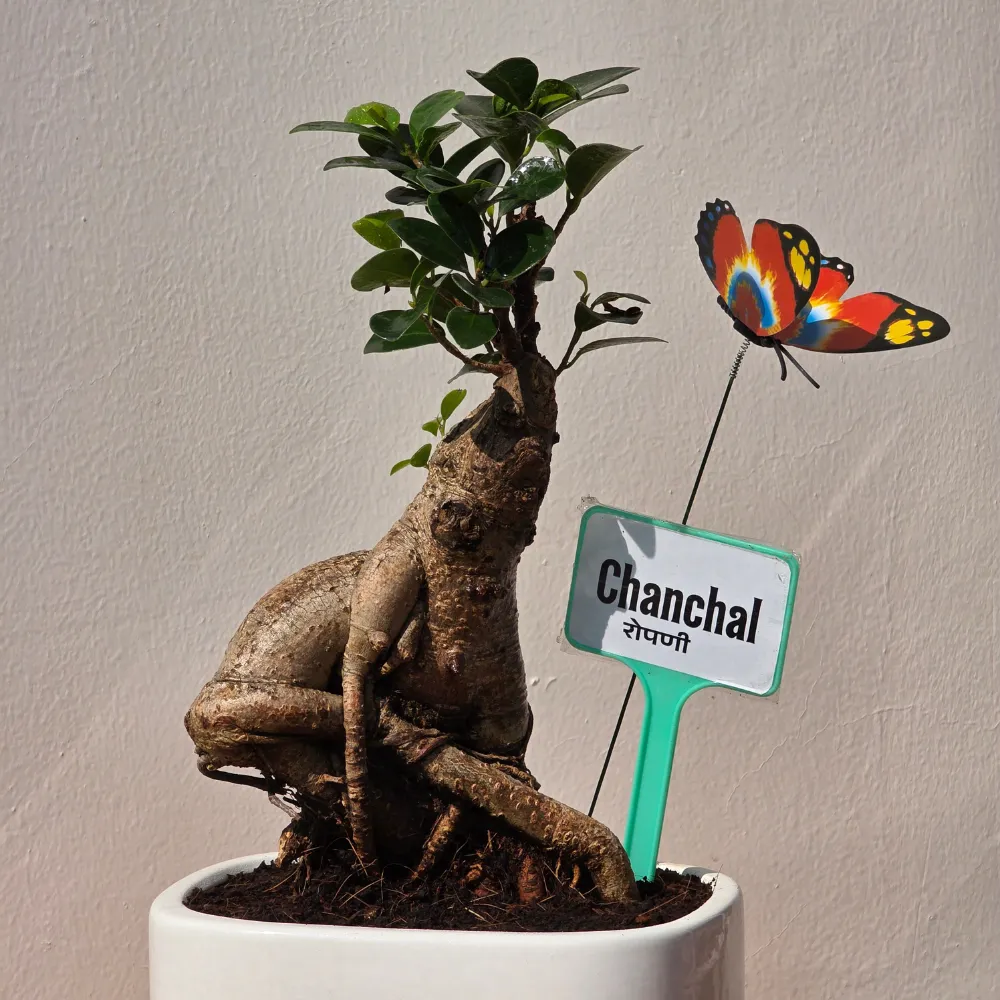 product-gallery