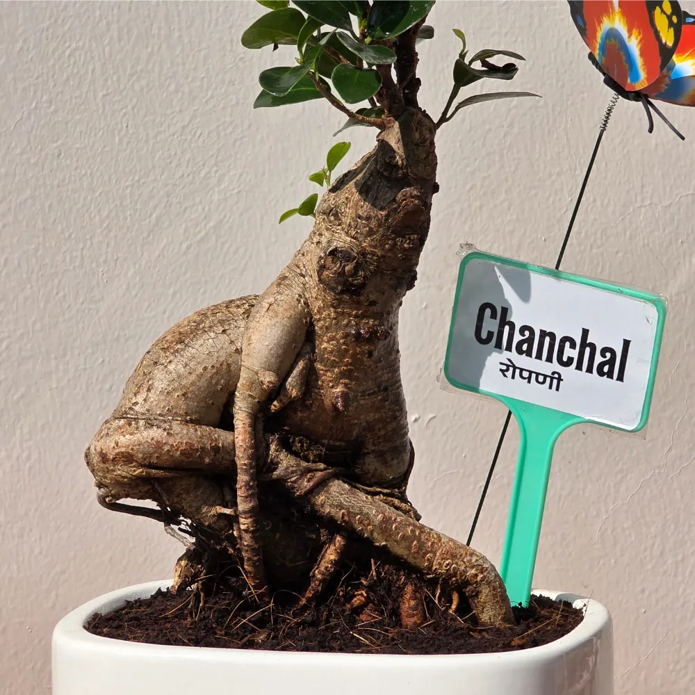 product-gallery