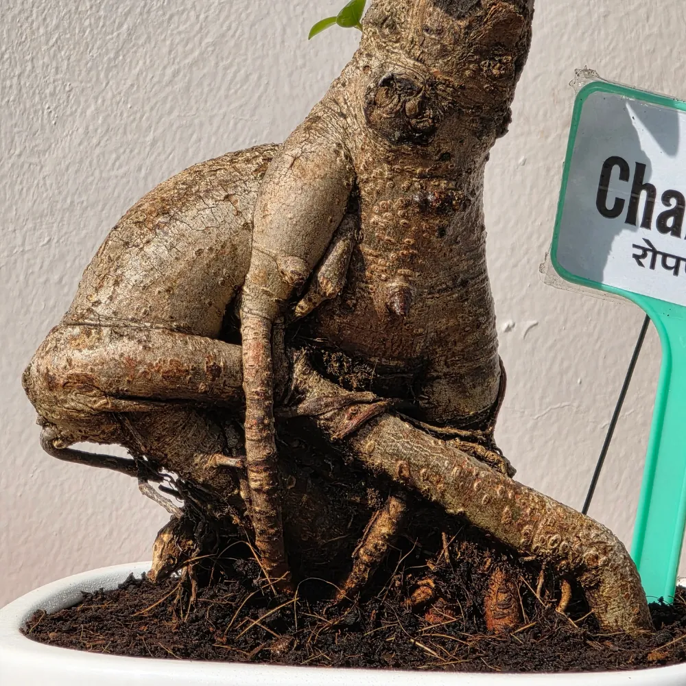 product-gallery