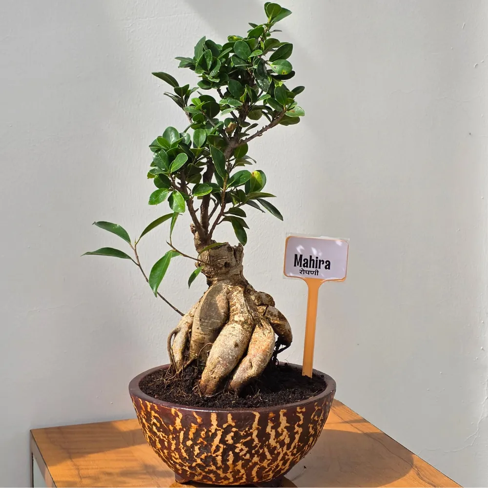 product-gallery