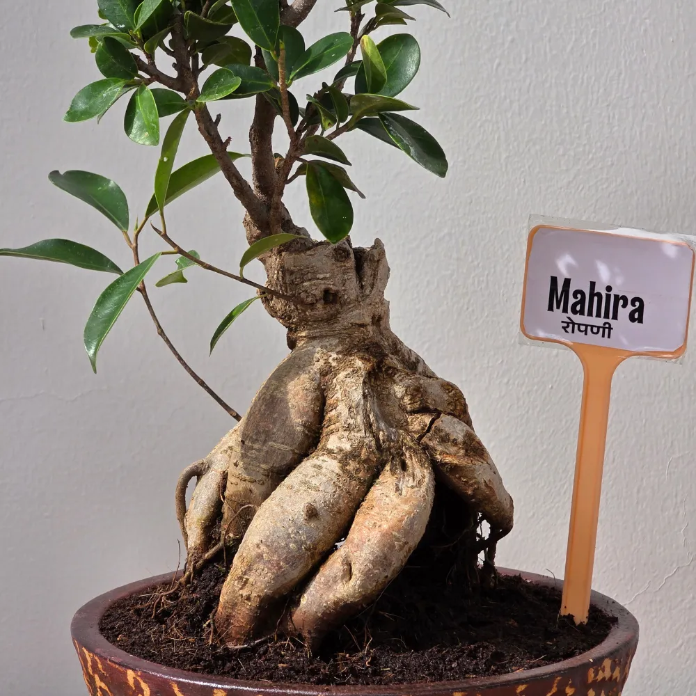 product-gallery