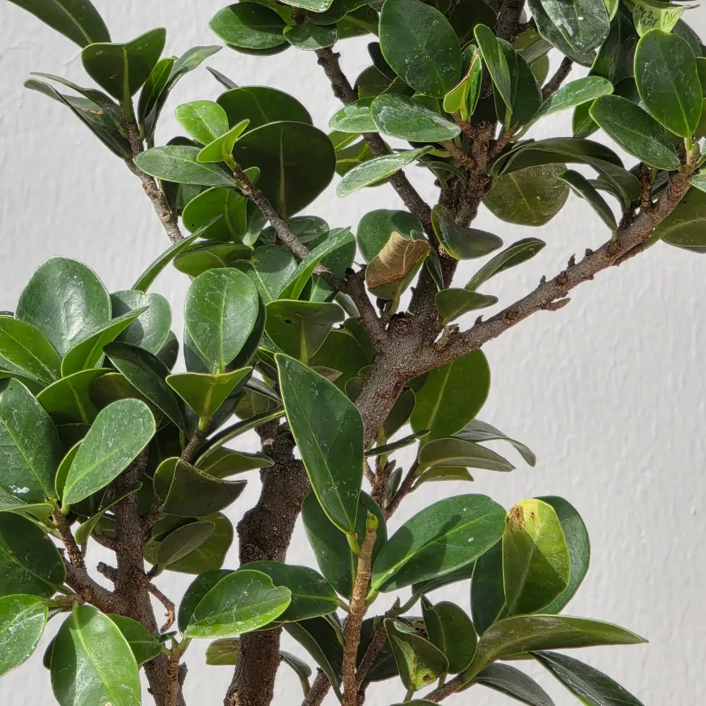 product-gallery