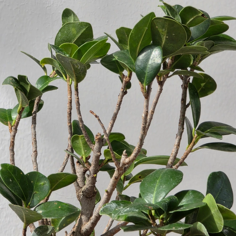 product-gallery