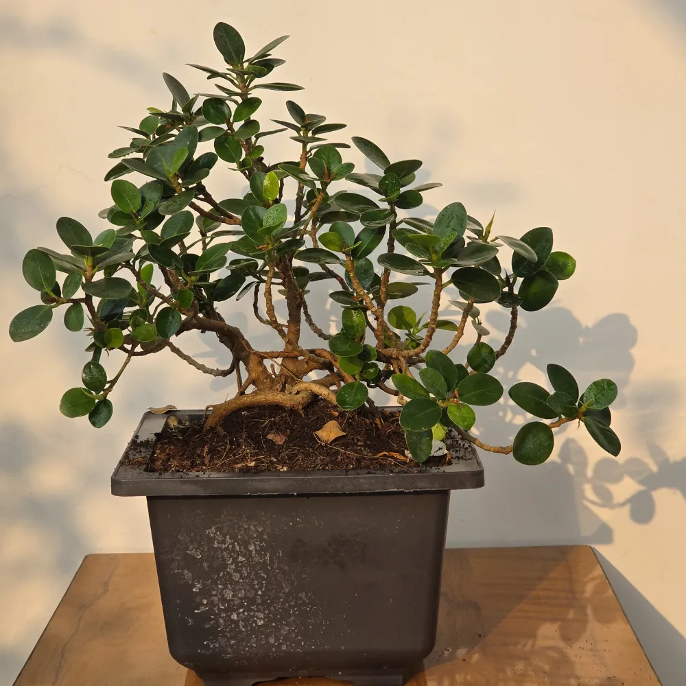 product-gallery