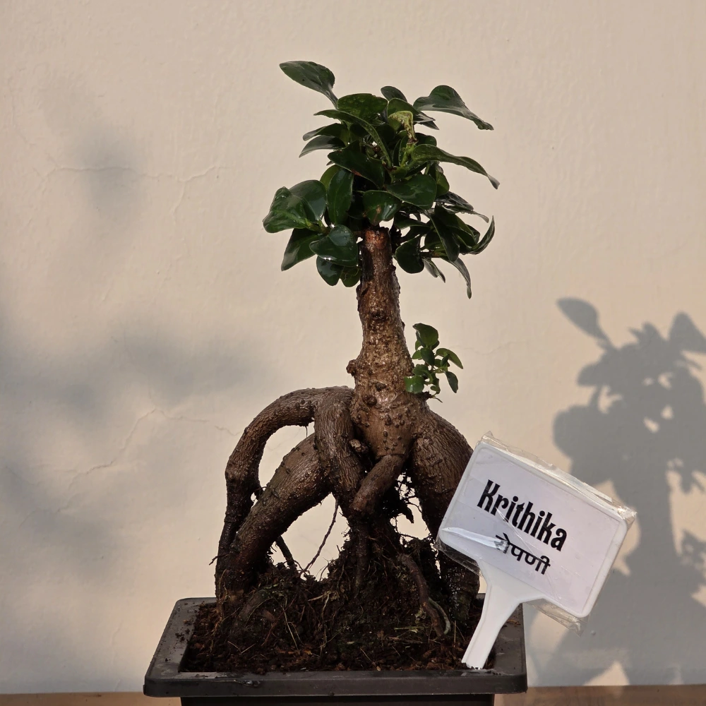 product-gallery